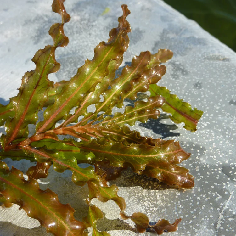 Brightly lit, shiny green seaweed with ruffled edges lies on a textured, light-colored surface, creating a natural and vibrant coastal scene.