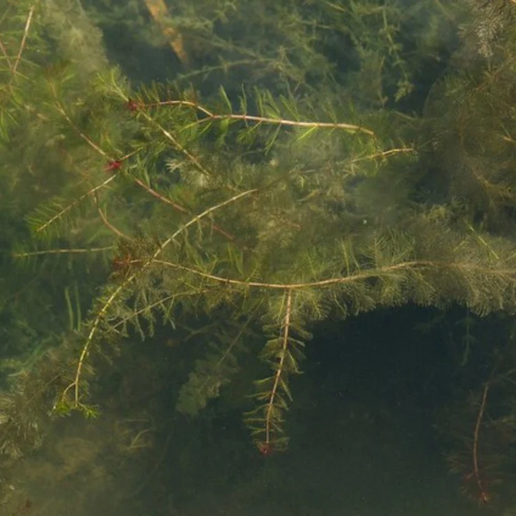 Underwater view of aquatic plants with long, feathery leaves submerged in clear water, creating a natural and serene environment.
