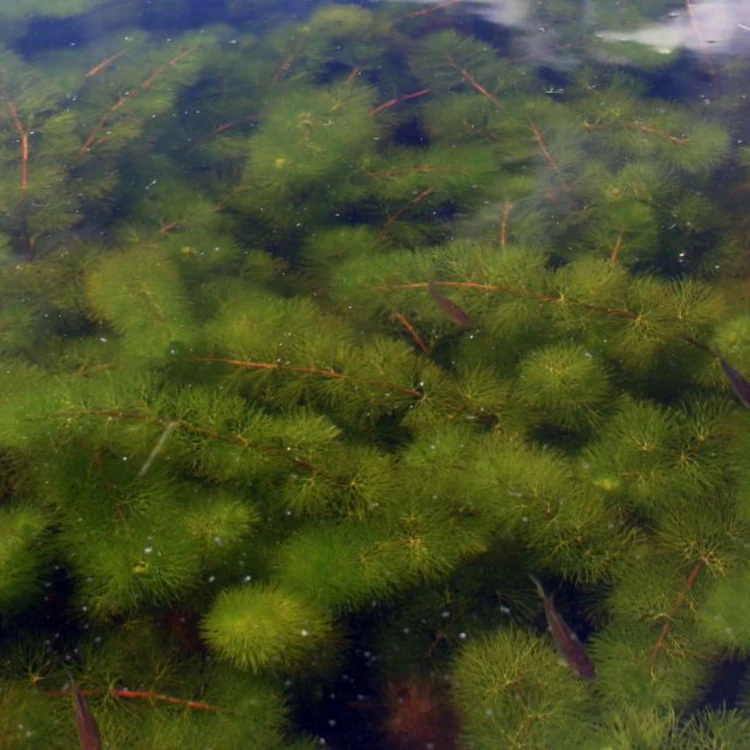 Lush aquatic plants with thin branches and green tufts thrive underwater among several small, dark fish in a clear, tranquil water setting.