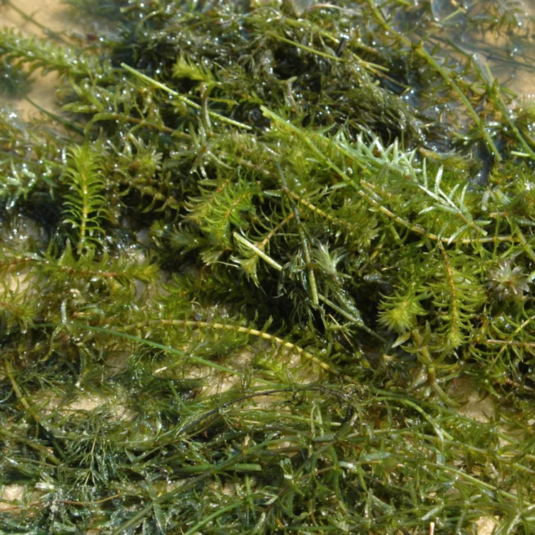 A dense cluster of vibrant green aquatic plants, submerged in clear water, displaying intricate, spiky leaves and delicate, feathery textures.