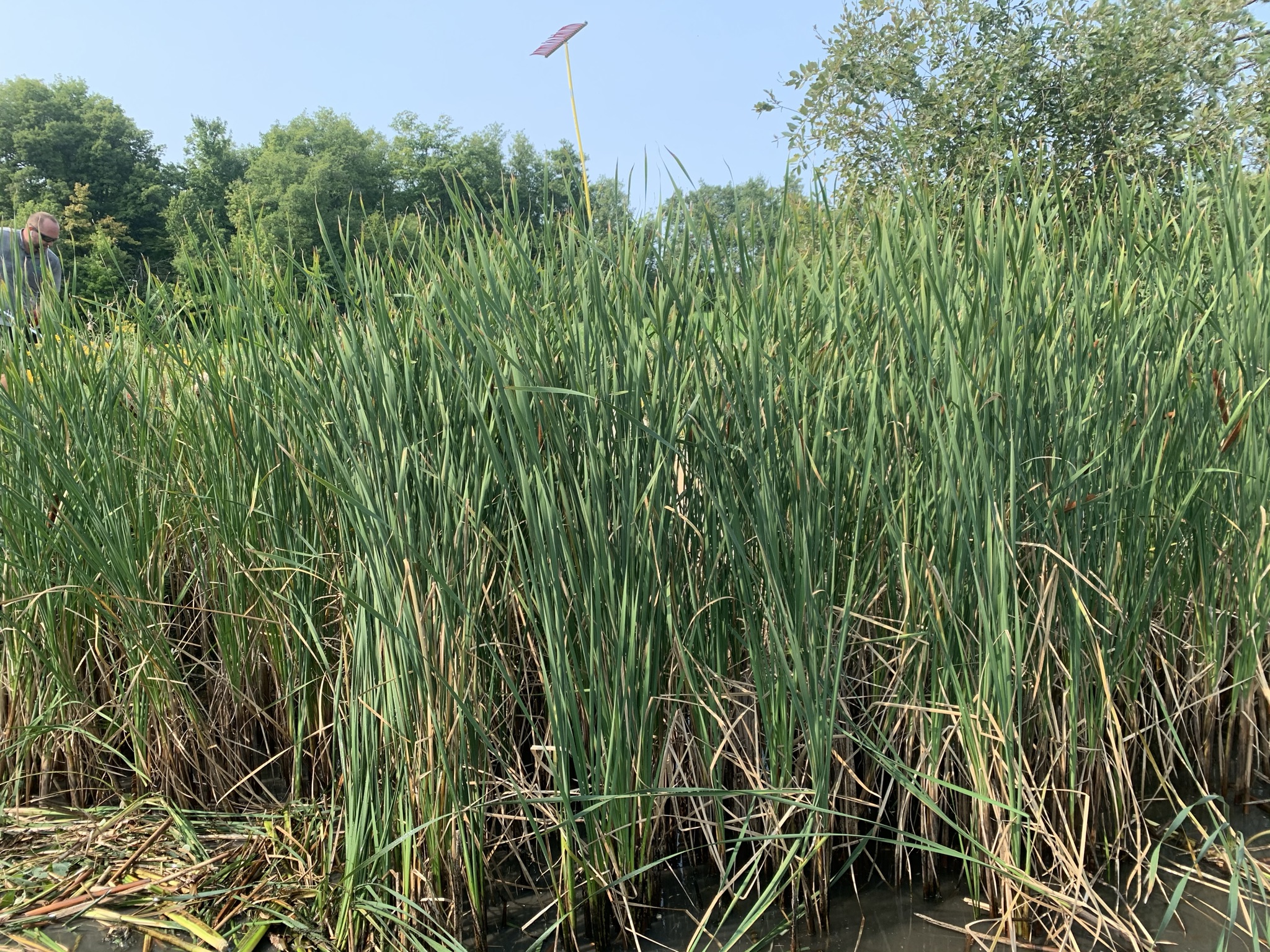 A person stands near tall, dense reeds by the water's edge on a sunny day, surrounded by lush green foliage and clear skies.