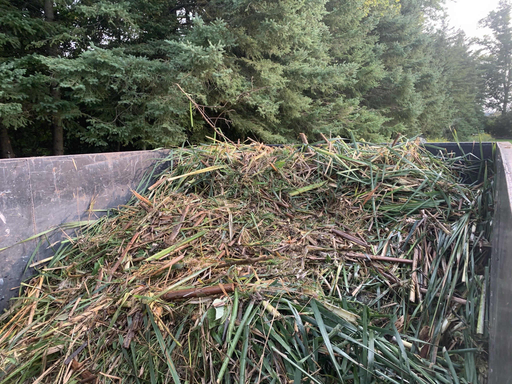 Pile of cut grass and branches in a dump truck near dense green trees, suggesting a cleanup or landscaping activity.