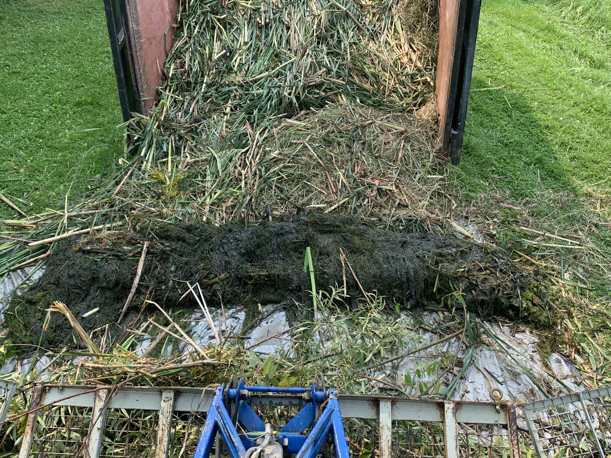 A tractor's trailer is unloading a pile of harvested reeds and grass onto the ground, surrounded by green grass.