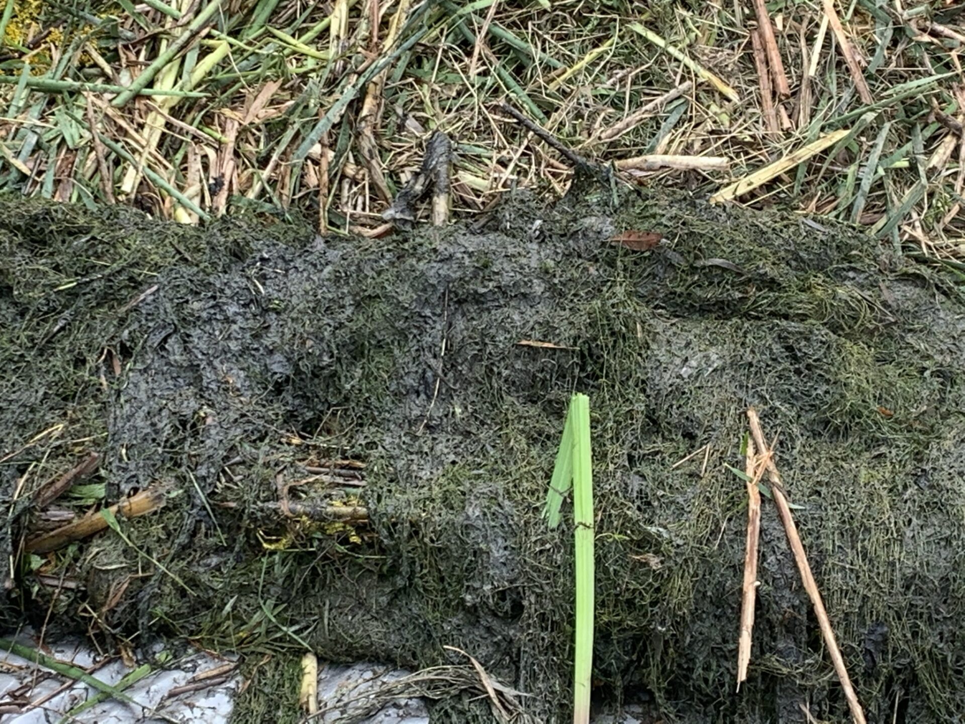 A close-up of a patch of dried grass and mud, with various sticks and green vegetation mixed in, showing natural textures.