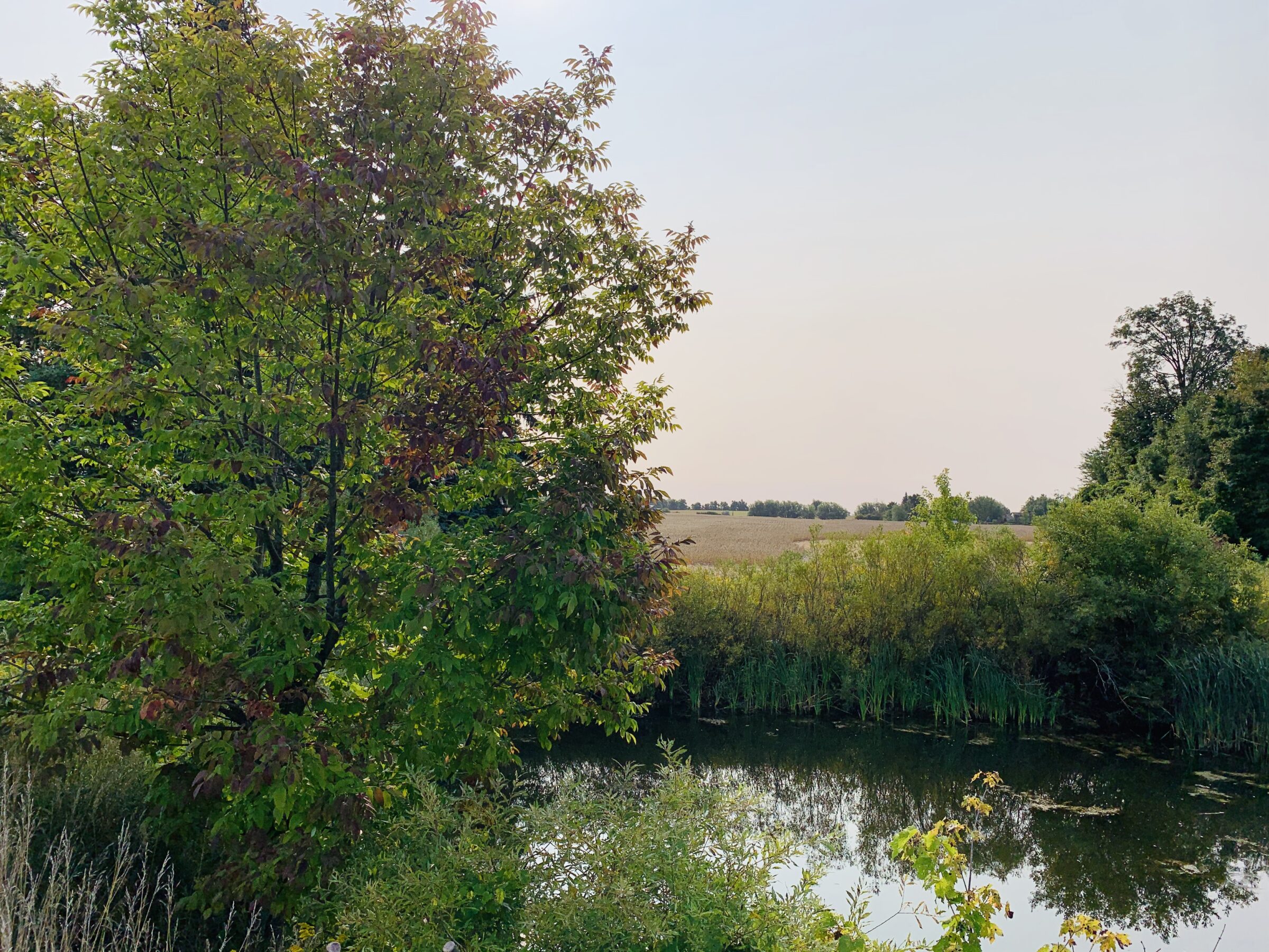 Lush green trees border a calm pond under a clear sky, with fields and distant trees visible beyond the water.