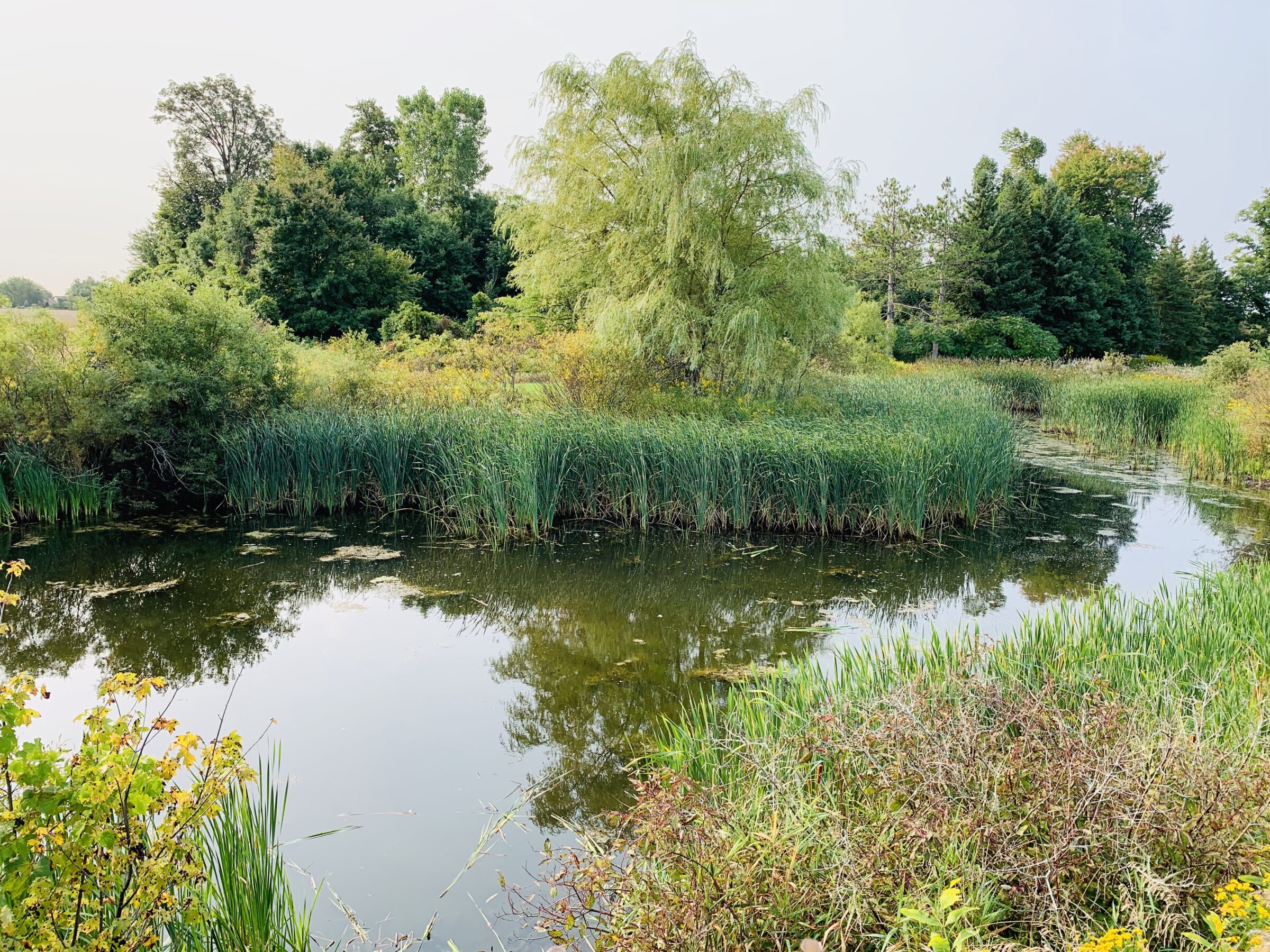 Lush greenery surrounds a tranquil pond with reeds and trees under a clear sky, creating a serene, natural landscape scene.