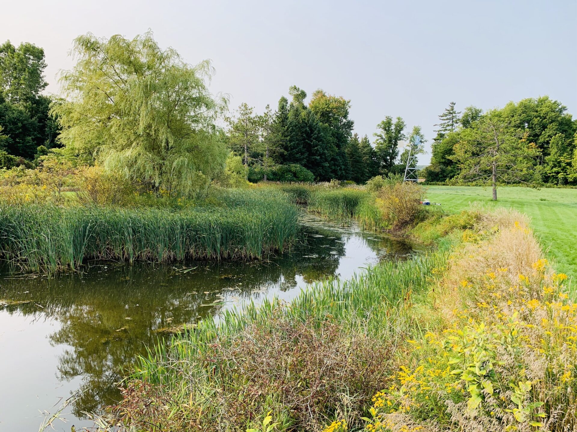 A serene pond surrounded by lush greenery and wildflowers, with tall reeds and trees reflecting in the calm water under a clear sky.