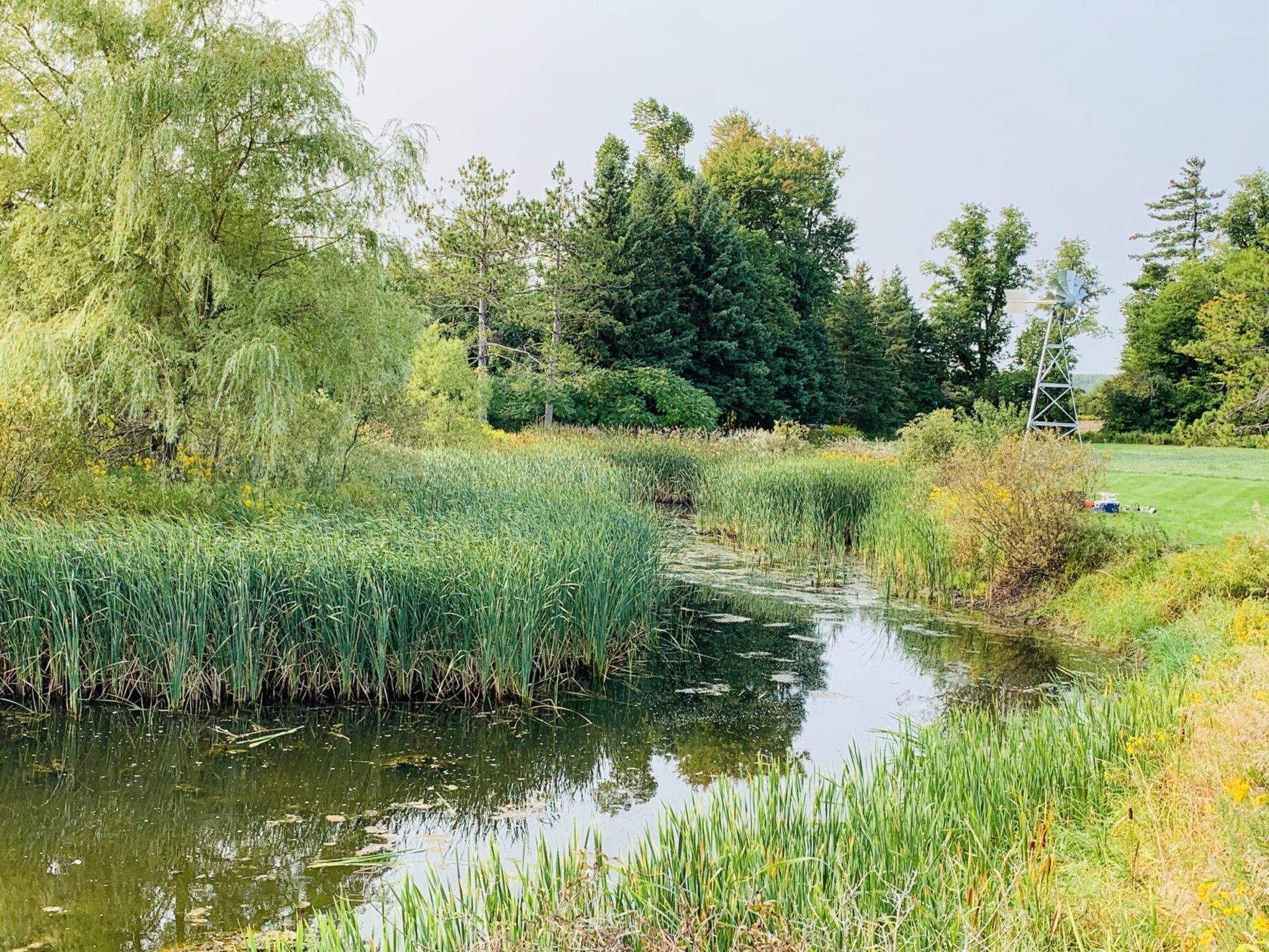 A serene pond with lush greenery, tall trees, and a windmill in a peaceful, natural setting under a clear sky.