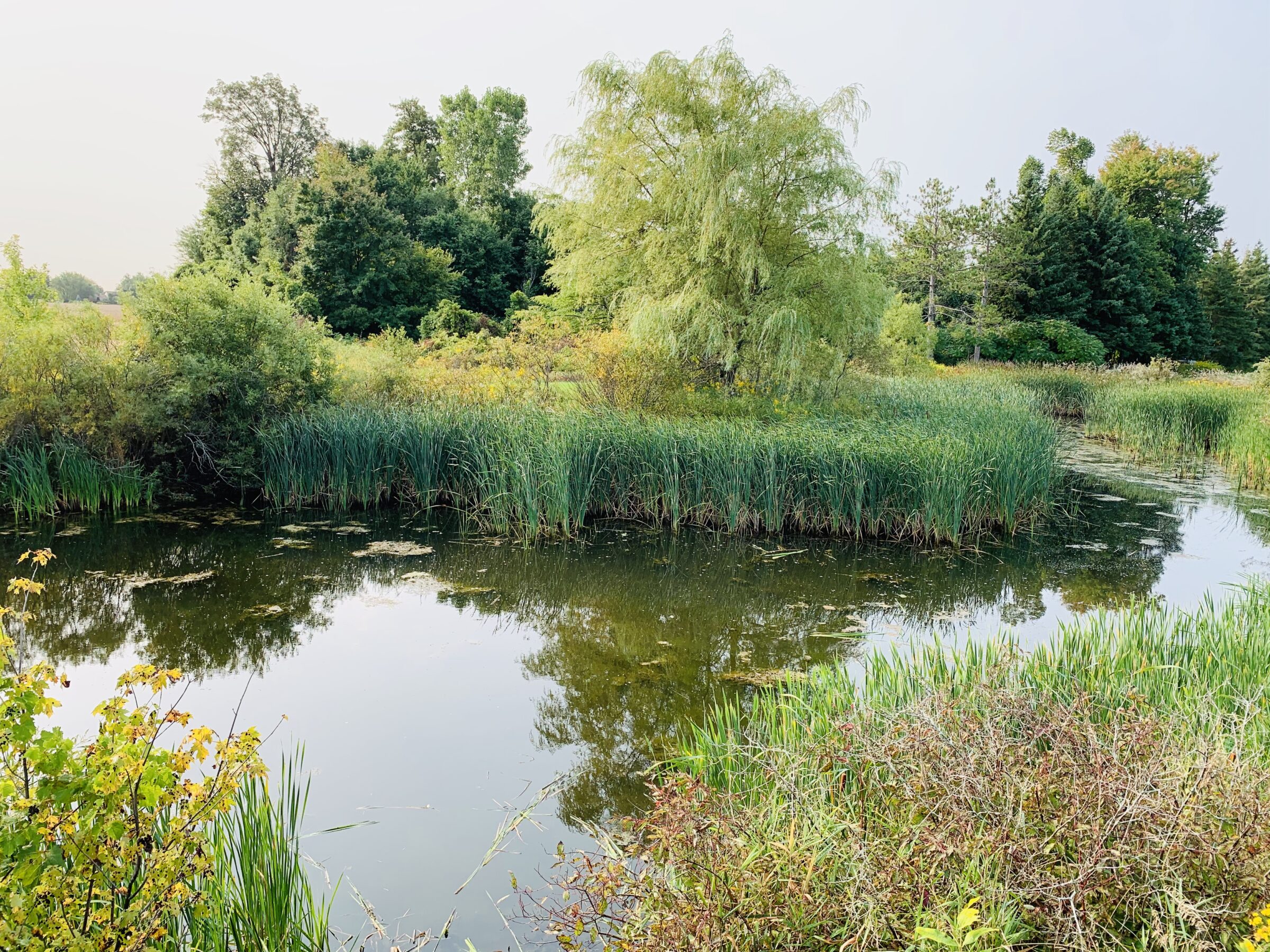 Lush green wetland scene features tranquil water, dense reeds, and various trees under a clear sky, creating a serene, natural atmosphere.