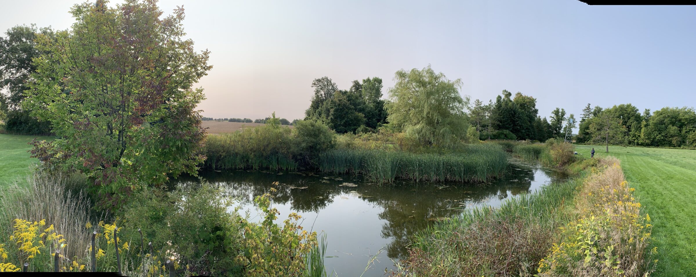 A serene pond surrounded by lush greenery and wildflowers, with a person walking along the path. Clear blue sky overhead.
