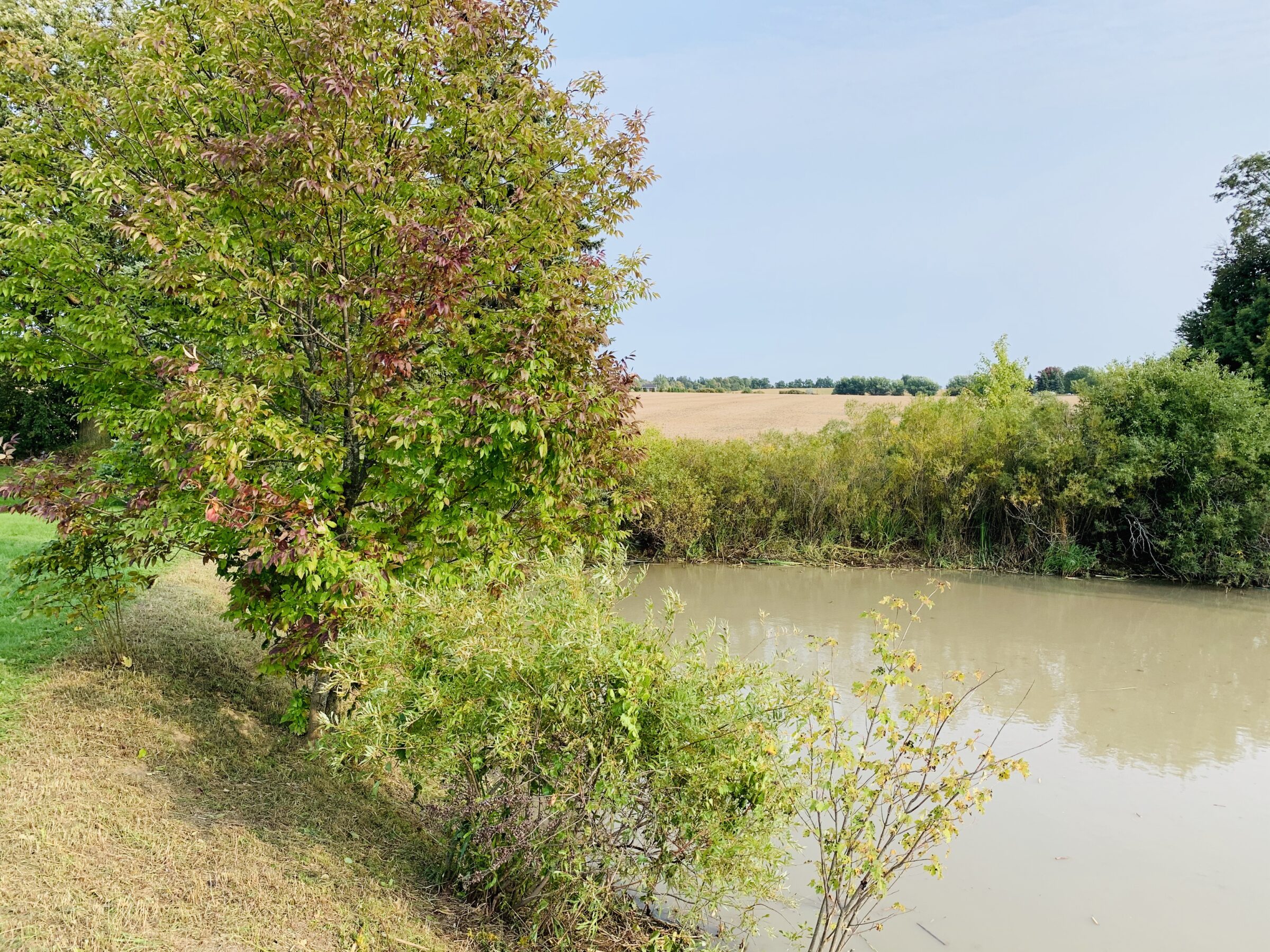 A serene rural landscape featuring a tree beside a calm river, surrounded by verdant foliage and distant fields under a clear sky.