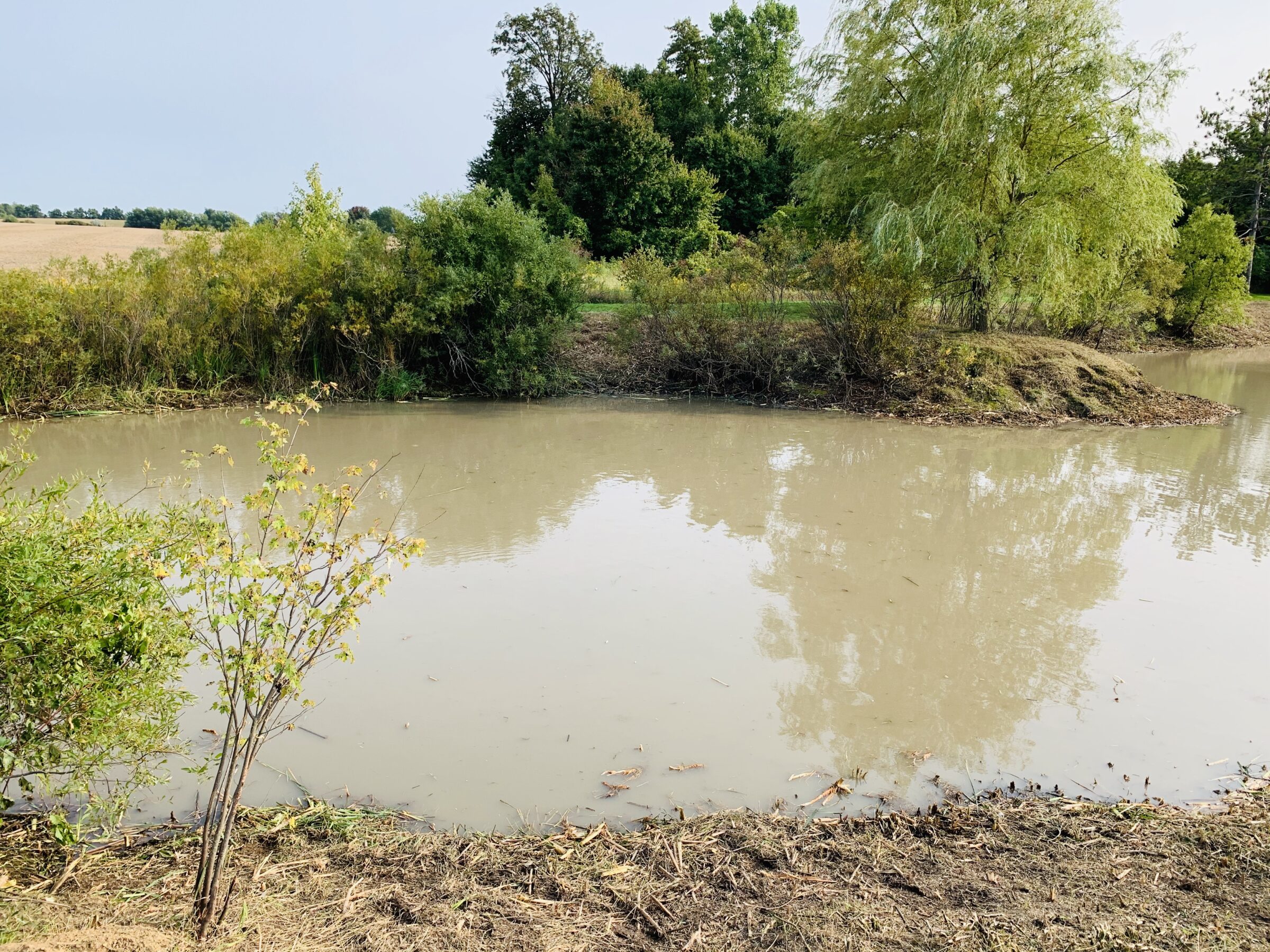 A serene pond surrounded by lush greenery and trees, reflecting a clear blue sky, creating a peaceful natural setting.