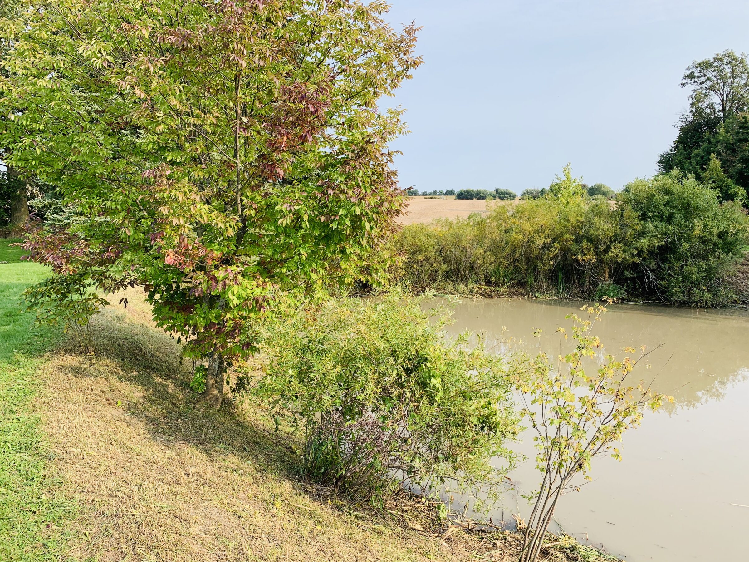 A serene pond bordered by lush green trees and shrubs under a clear sky, creating a peaceful natural landscape.