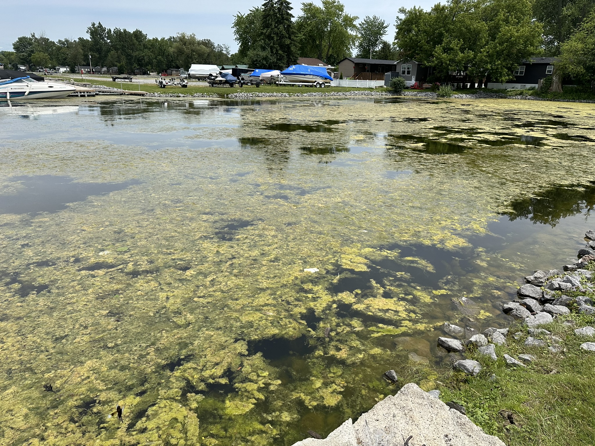 Lake with algae-covered water, boats docked ashore, surrounded by trees, rocky shoreline, and buildings. A peaceful natural setting with a small marina.