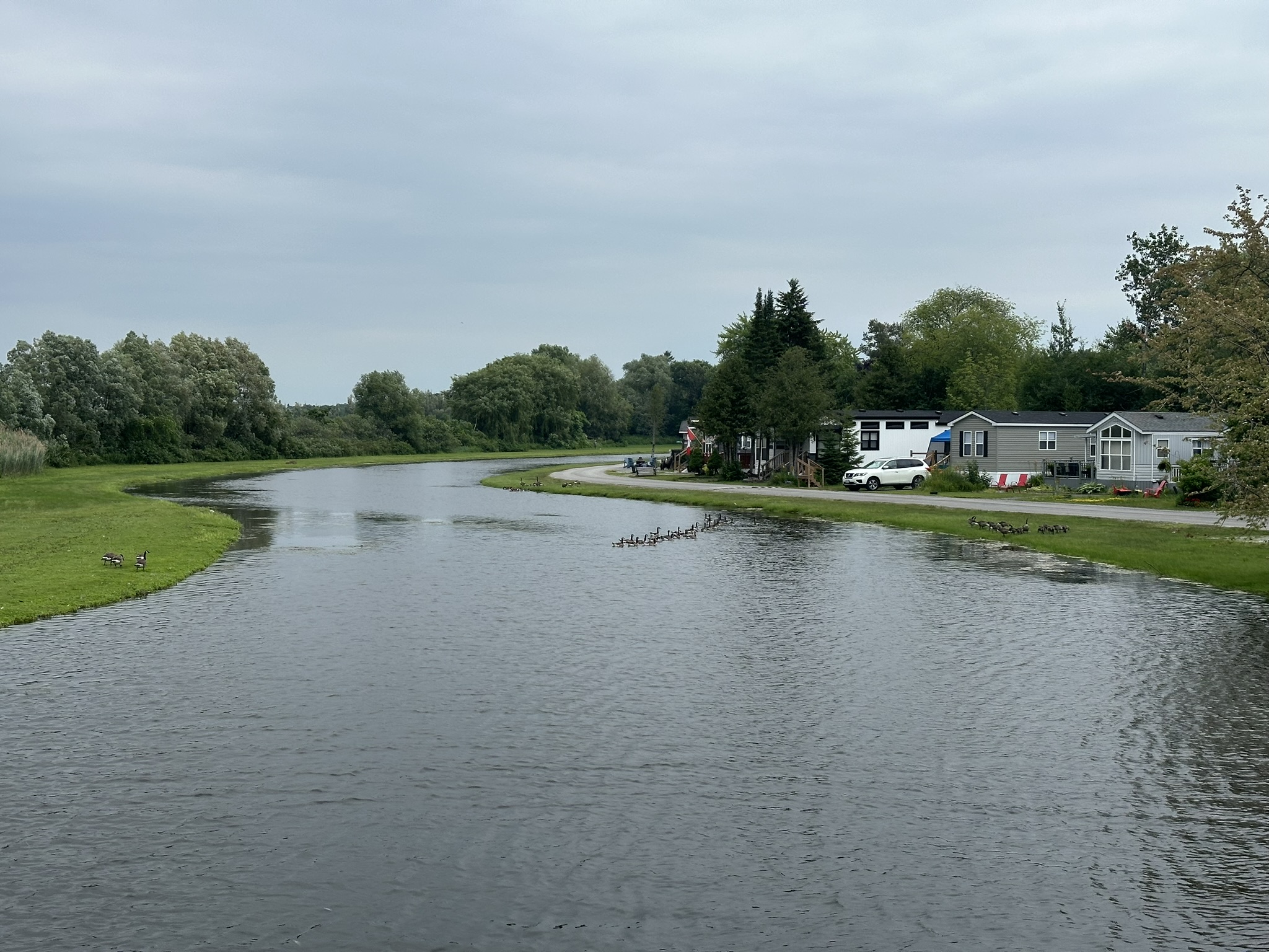 A serene river scene with ducks, surrounded by lush greenery and residential houses. Overcast sky adds a peaceful atmosphere to the landscape.