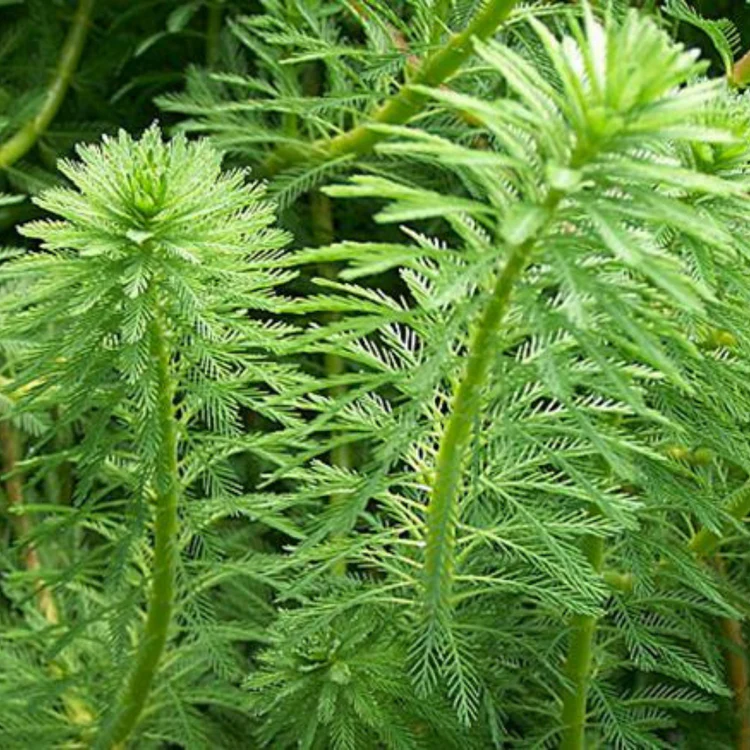 Lush green plants with feathery, leaf-like structures densely populate the scene, creating a vibrant display of natural textures and patterns.