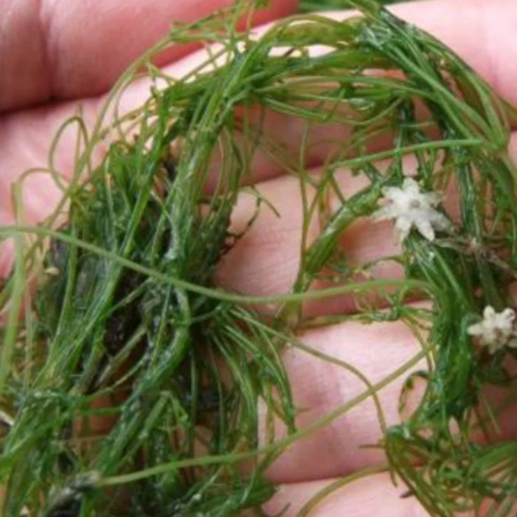A person holds a small bundle of green, thread-like aquatic plants with tiny white flowers, showing intricate textures and details in their hand.