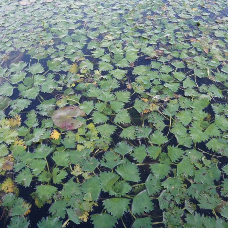 A dense layer of floating green leaves covers the water's surface, with a few yellowing and brown leaves intermingled throughout.