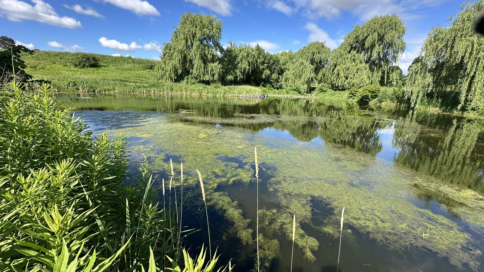 A serene pond surrounded by lush greenery and willow trees, reflecting a clear blue sky with scattered white clouds.