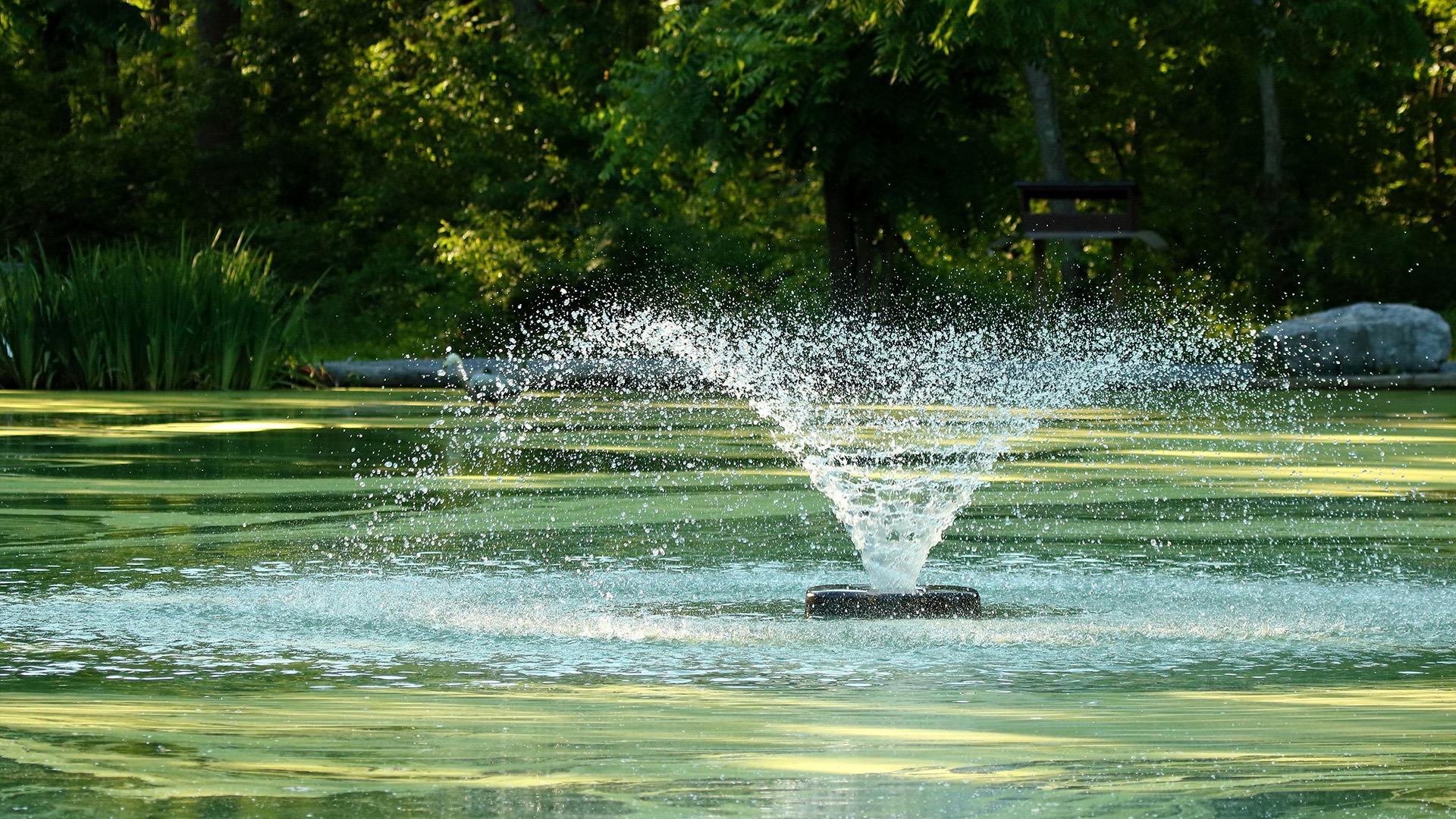 A fountain splashes in a tranquil, green pond surrounded by dense forest. Sunlight filters through leaves, enhancing the peaceful, natural atmosphere.