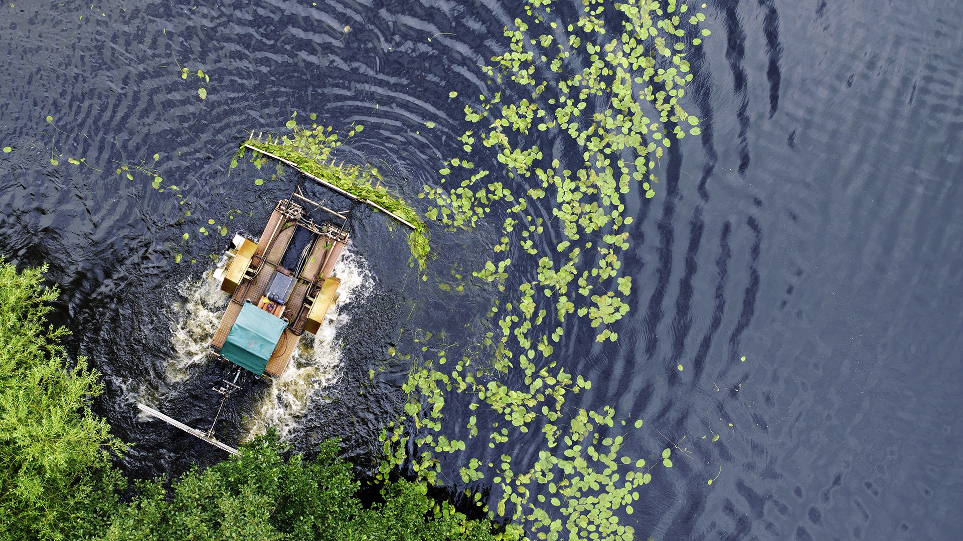 Aerial view of a grass-cutting machine moving through water, surrounded by green plants and ripples, near a forested area.