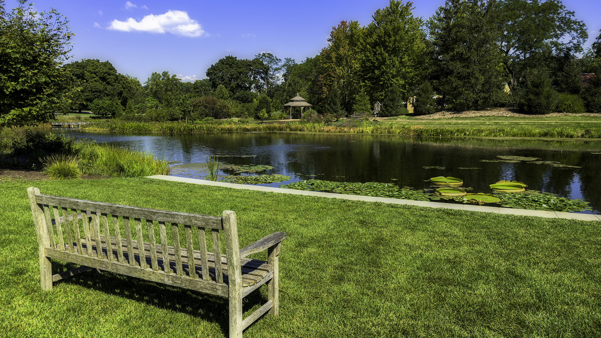 A wooden bench overlooks a serene pond with lily pads, surrounded by lush trees and a gazebo in a peaceful park setting.