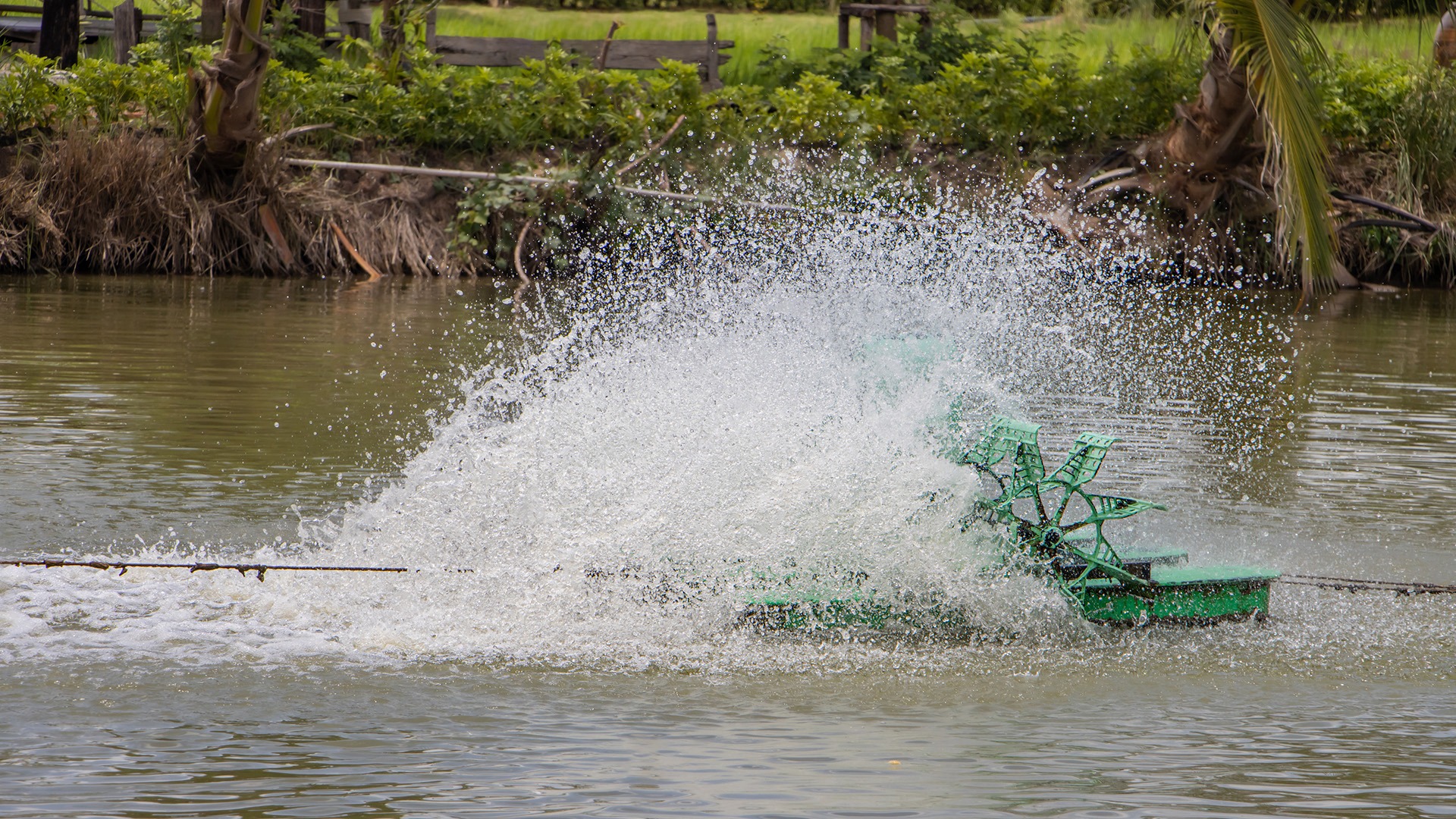 Water splashes as a green paddle wheel aerator operates in a pond, surrounded by lush greenery and palm trees.