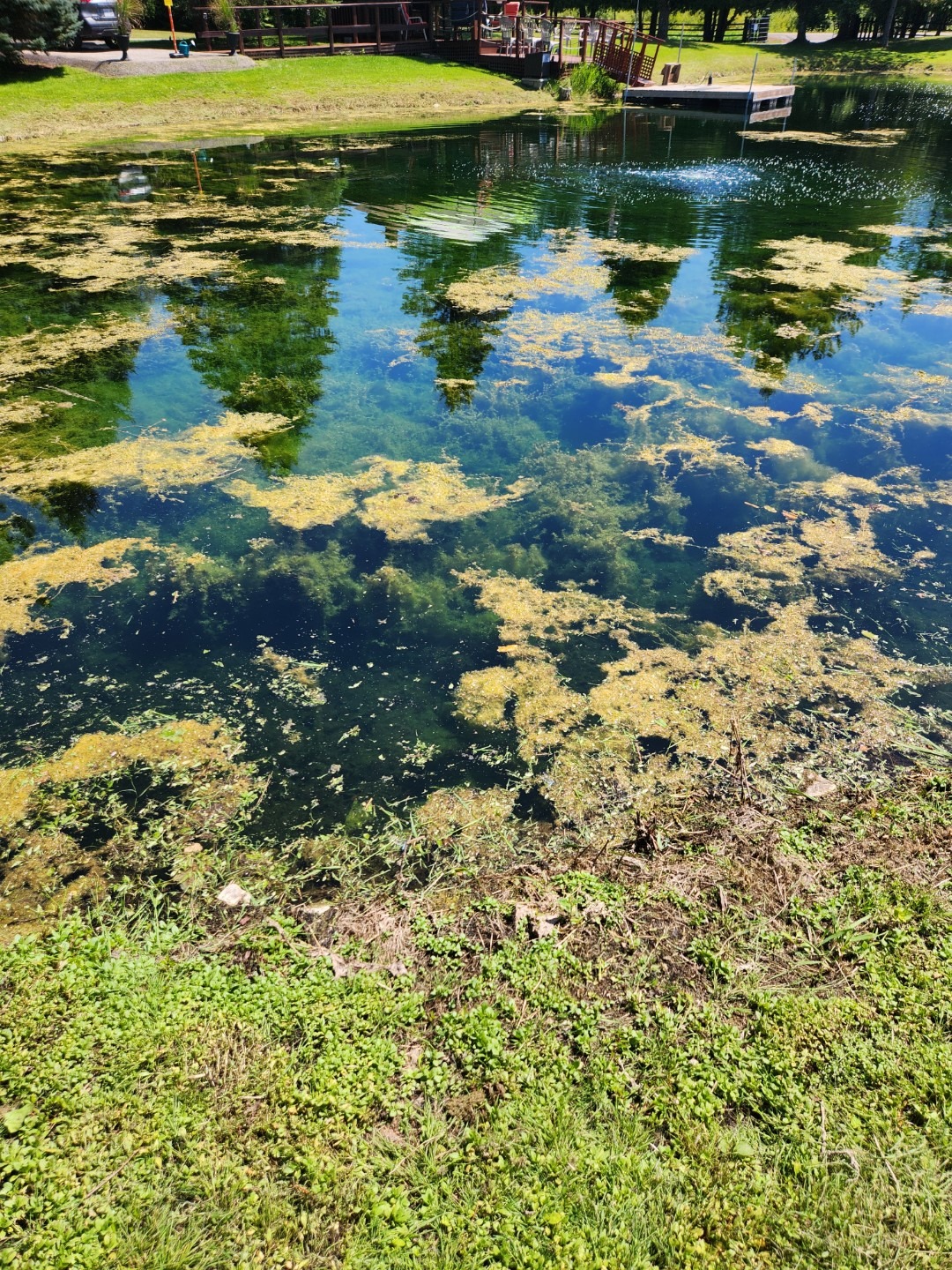 A small pond with floating algae, surrounded by grassy banks. Clear reflections of nearby trees in the water. Small dock visible.