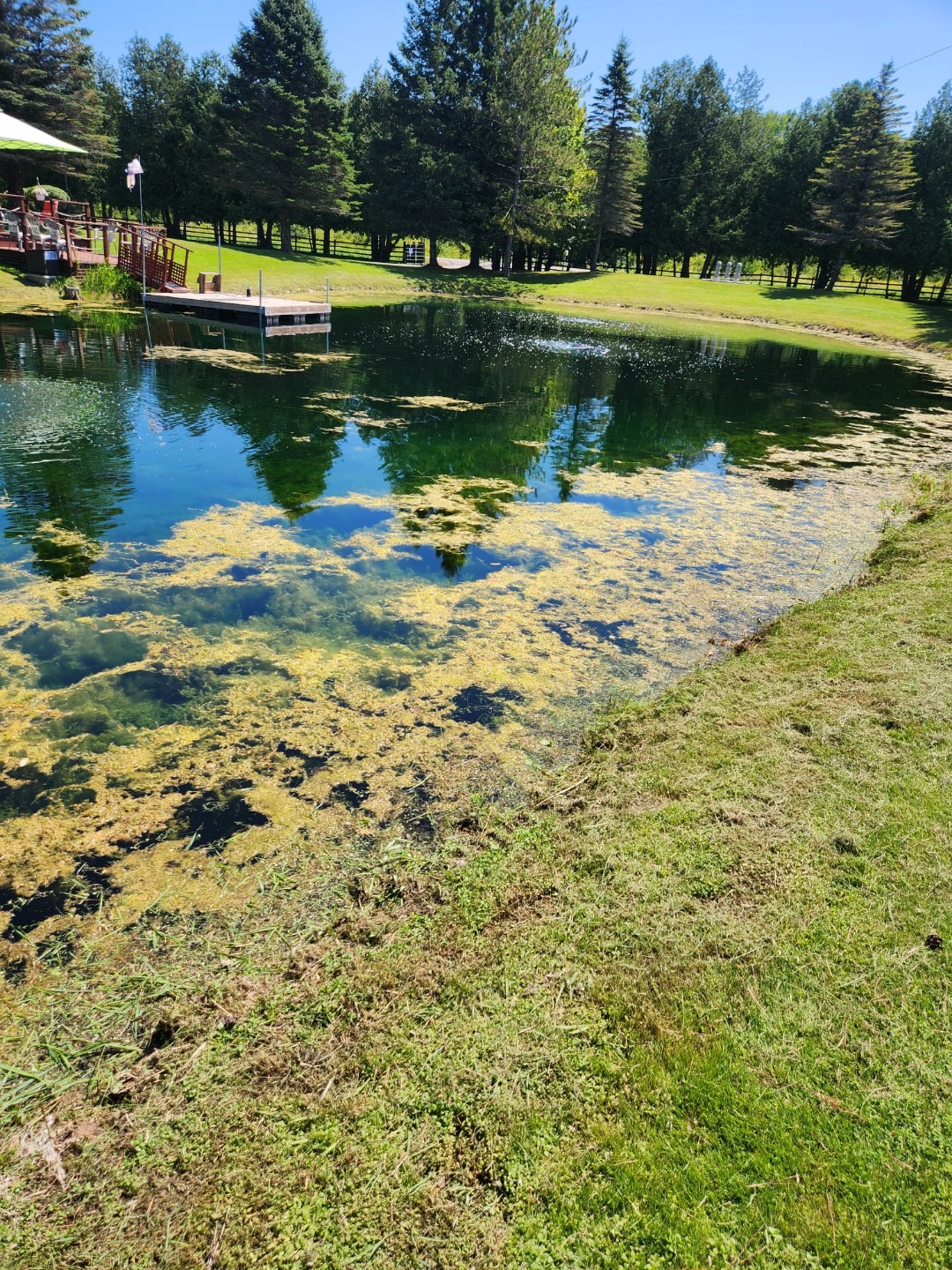 A serene pond with algae reflections surrounded by trees and grass, adjacent to a wooden deck with seating under a parasol.